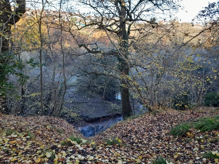 Manor Woods Valley walk with trees, meadows and a river in Winter