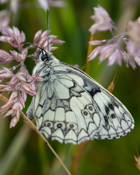 marbled White butterfly 