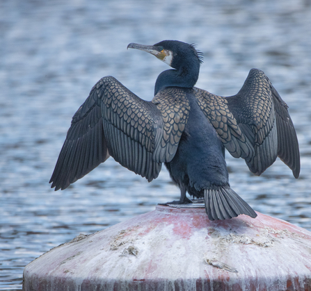 Cormorant resting with wings open 