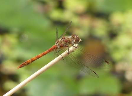 (Common Darter has a pale line down the legs.)