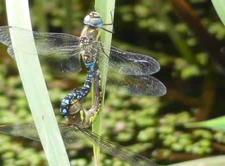 (Migrant Hawkers mating.)