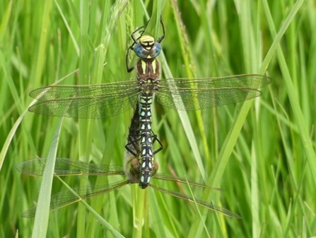 Two dragonflies in a mating wheel