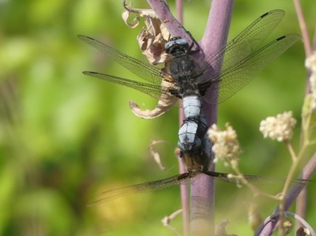(Scarce Chasers mating, the female is grasping the male around the abdomen.)
