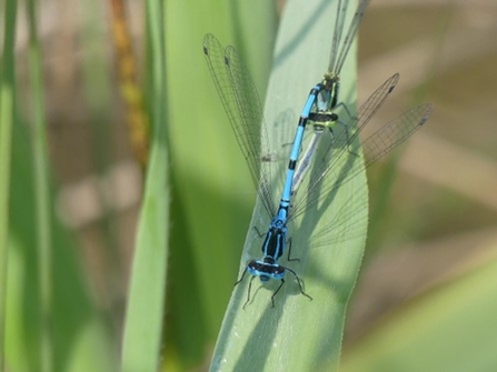 (Azure Damselflies. The male has uninterrupted thoracic stripes and a “cup” pattern on the upper abdomen.)