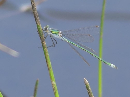 (Emerald Damselflies keep their wings partially open at rest.)
