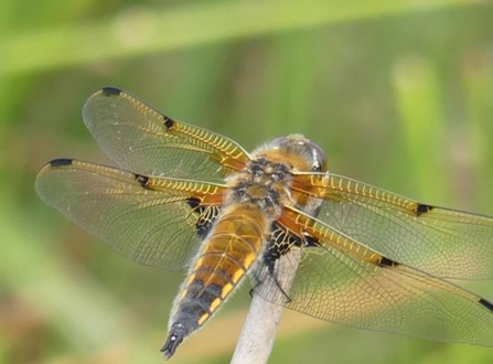 (Four-Spotted Chaser. They often return to the same perch.)