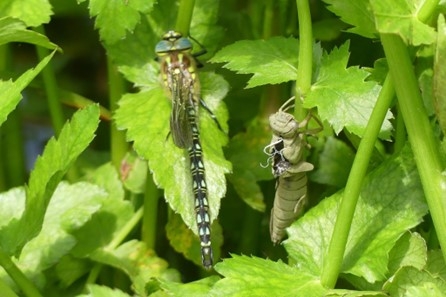 Hairy Dragonfly after emerging from its larval case (exuvium), before expanding its wings