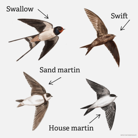 Swift, Swallow, House and Sand Martin comparison 