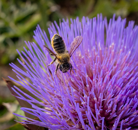Individual garden in BS16 bee