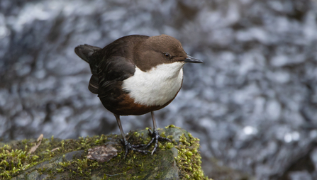 Dipper stood on a rock in a river