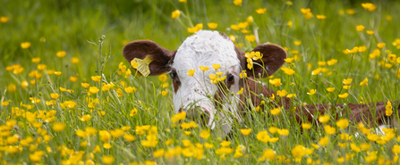 Cow in buttercups