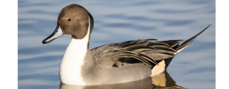 Pintail duck 