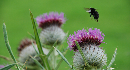 Common thistle and bumblebee