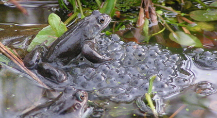 Two frogs in a pond with some spawn