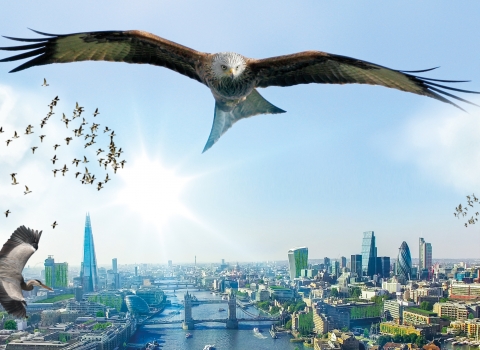 Eagle over London