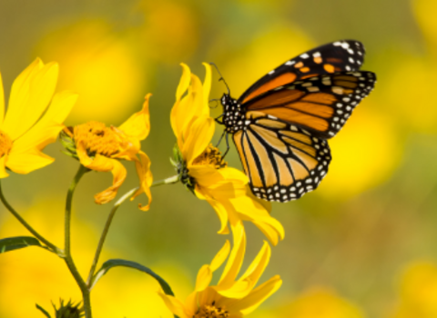 Monarch butterfly on yellow flower