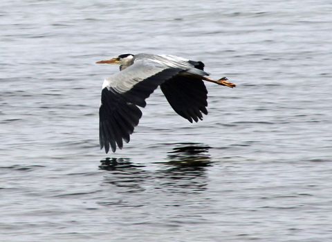 Heron in flight over water