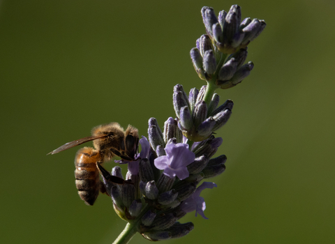 European Honey Bee on Lavender Stephanie Chadwick