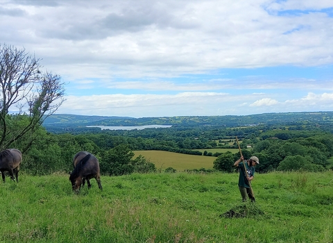 Exmoor ponies graze while volunteers work