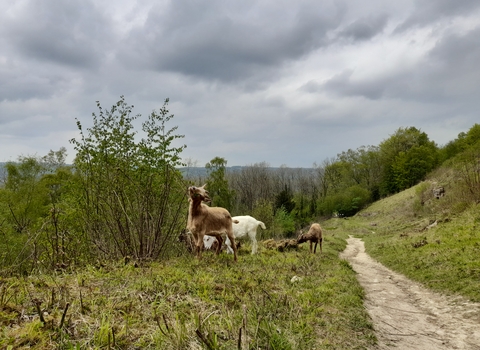 Goats grazing at Browne's Folly