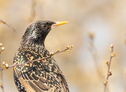 Starling on a winter branch