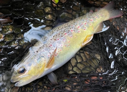 Brown Trout c Trout in the Trym