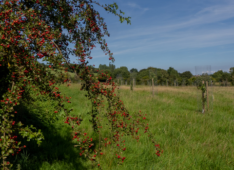 Corston Community Orchard field
