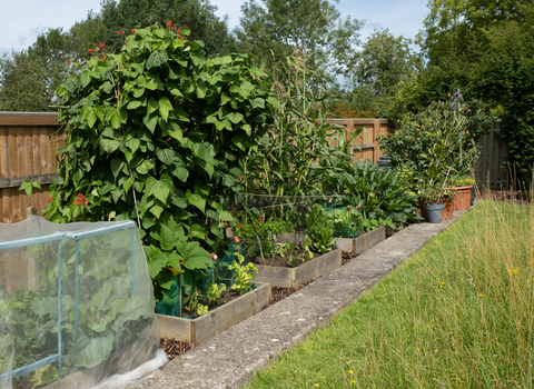 Food growing garden in Bath