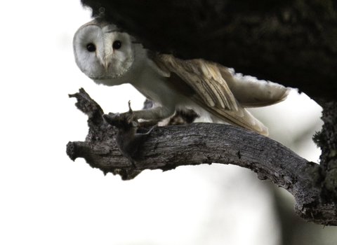 A barn owl peering through a gap between two branches