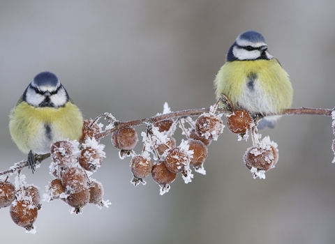 Two blue tits on a snowy branch