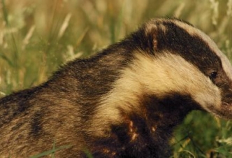Avon Wildlife Trust Calls For People To Oppose Badger Cull Fears That New Cull Zones Could Include Our Area For The First Time Avon Wildlife Trust