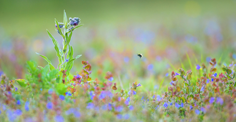 Wildflowers in meadow