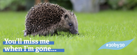 30 by 30 hedgehog banner