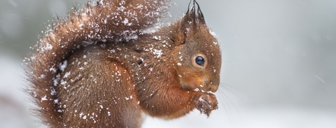 Red Squirrel banner