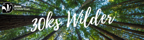 30ks Wilder website banner