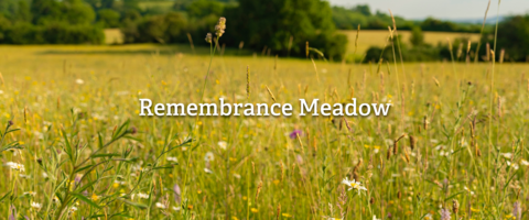 Summer meadow at Folly Farm