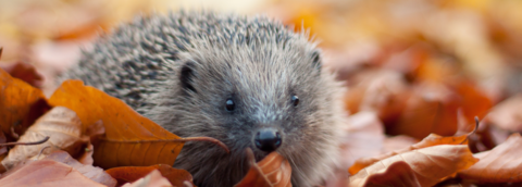 Hedgehog in autumn leaves