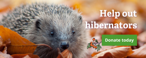 Hedgehog in autumn leaves