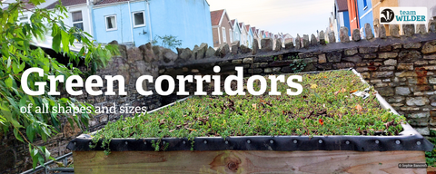 A green roof with foliage growing on, small in size, has a wall behind it, backing onto an urban street with colourful houses