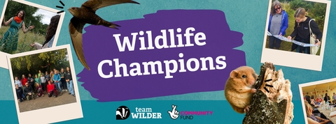 The words Wildlife Champions on a paint stroke surrounded by polaroid photos of community groups and actions with swift and doormouse too.