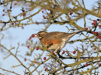 Redwing with hawthorn berry