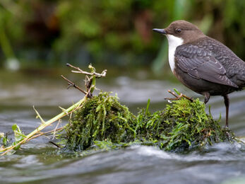 Team Wilder Resource Rivers: Bath | Avon Wildlife Trust