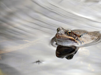 Frog swimming