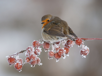 robin on frosty branch