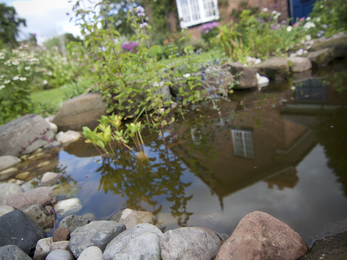 Garden pond