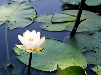 white waterlily