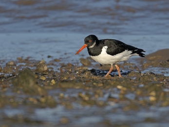 Oystercatcher