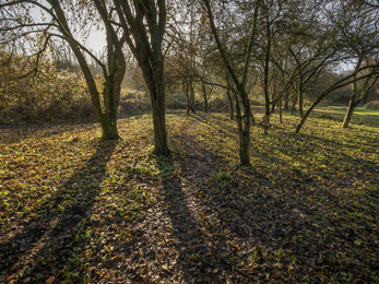 Stockwood Open Space sunlight through trees