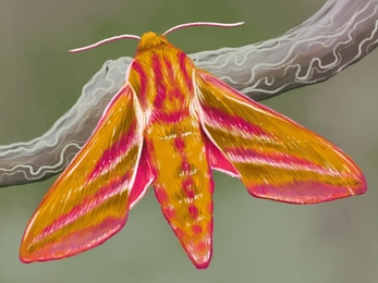 Elephant Hawk Moth