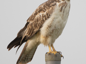 Buzzard Avon Bird of Prey 